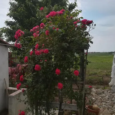 Δωμάτια σε οικογενειακή κατοικία Casa Barbu *