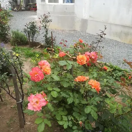 Casa Barbu Vama Veche