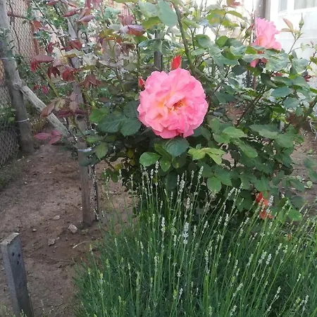 Casa Barbu