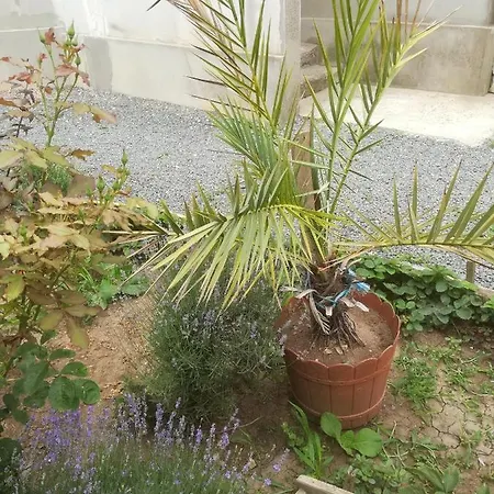 Casa Barbu * فاما فيكي